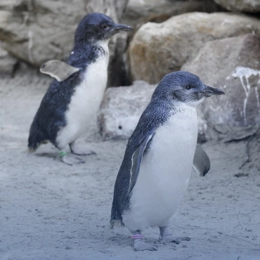 Discover the wildlife on Phillip Island