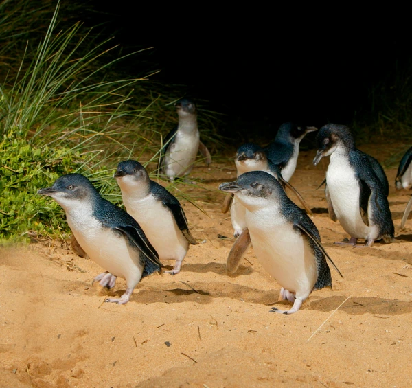 Phillip Island Wildlife Experience