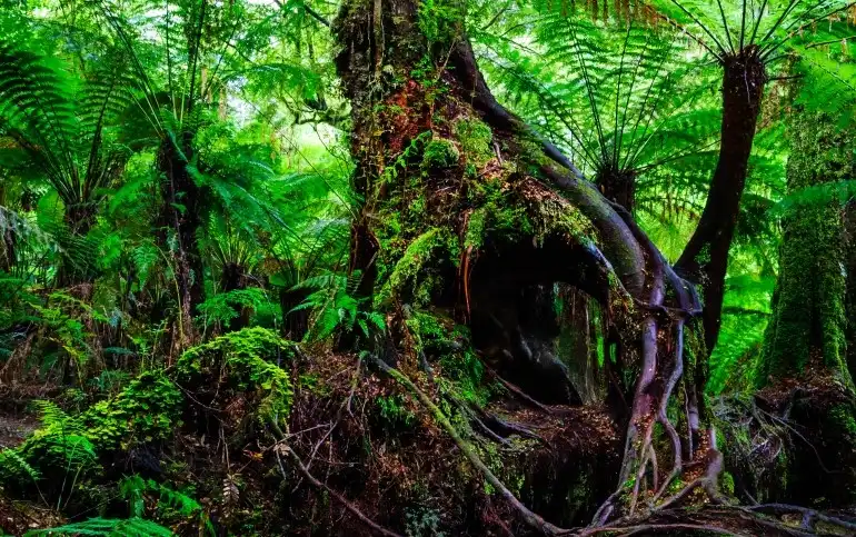 Rainforest-Walk