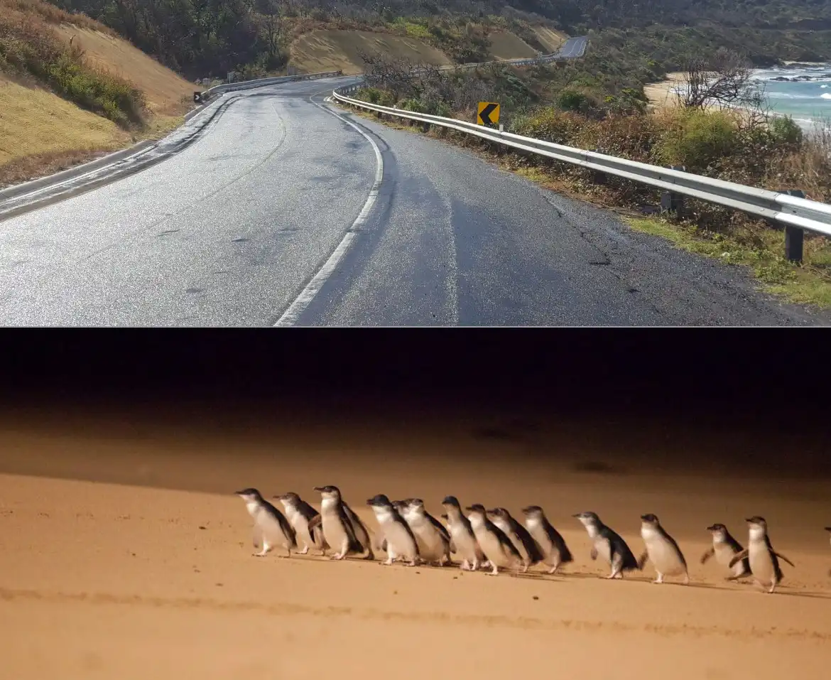 Great-Ocean-Road-and-Phillip-Island-in-one-day