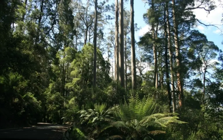 forest-dandenong-national-park