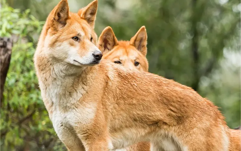 dingo-healesville-zoo