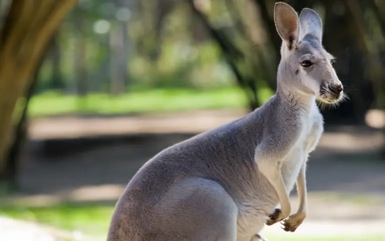 kangaroo-healesville-zoo