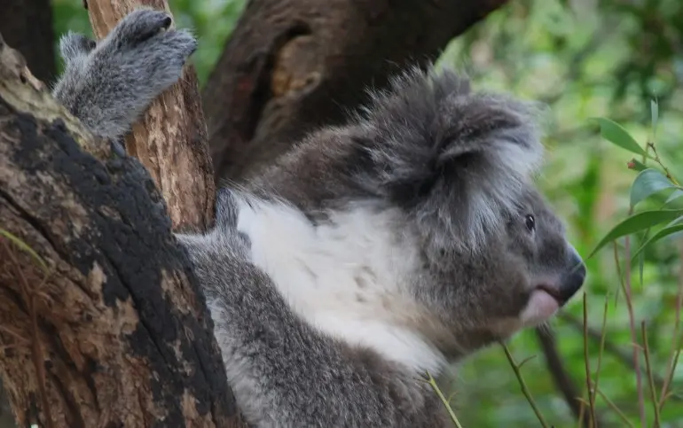 koala-healesville-zoo