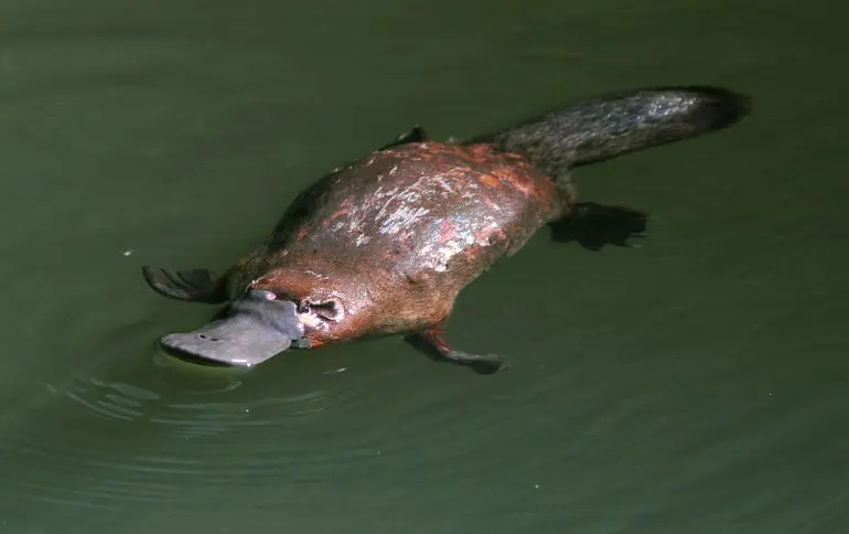 platypus-healesville-zoo