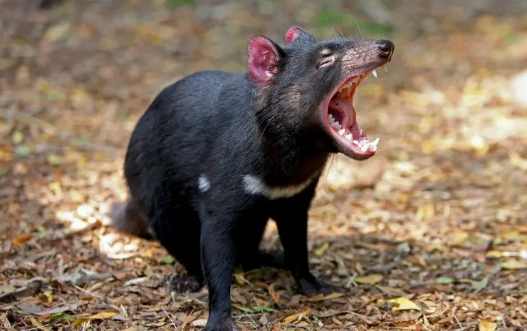 tasmanian-devil-healesville-zoo