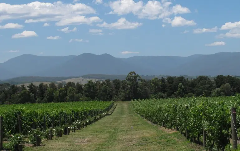 yarra-valley-vineyard