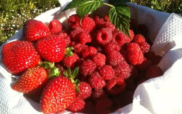 Strawberry-farm-melbourne