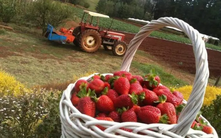Strawberry-picking