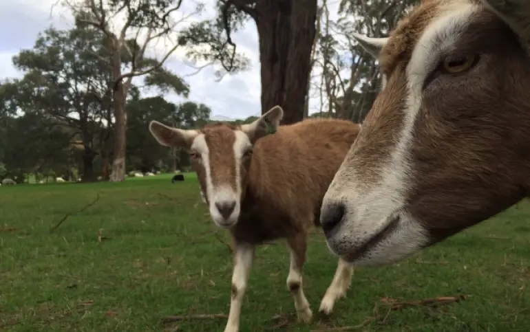dairy-cheese-goats
