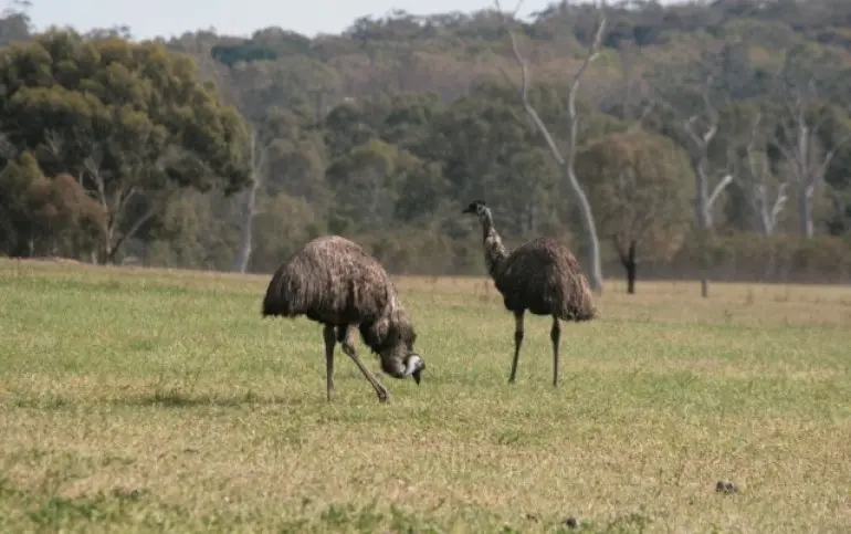 emus-grampians