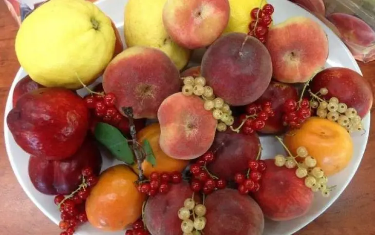 fruit-picking-melbourne