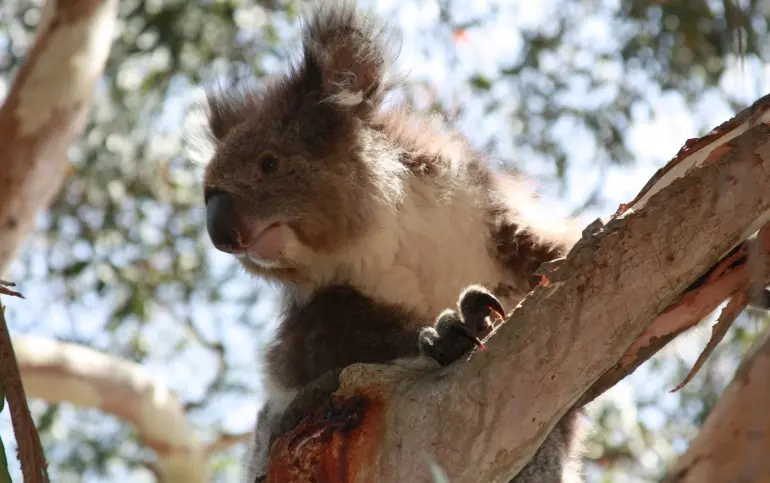 koala