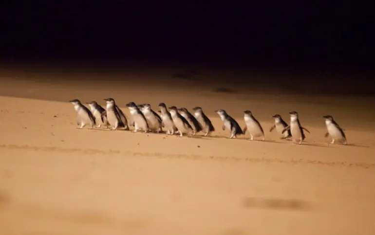 penguin-parade