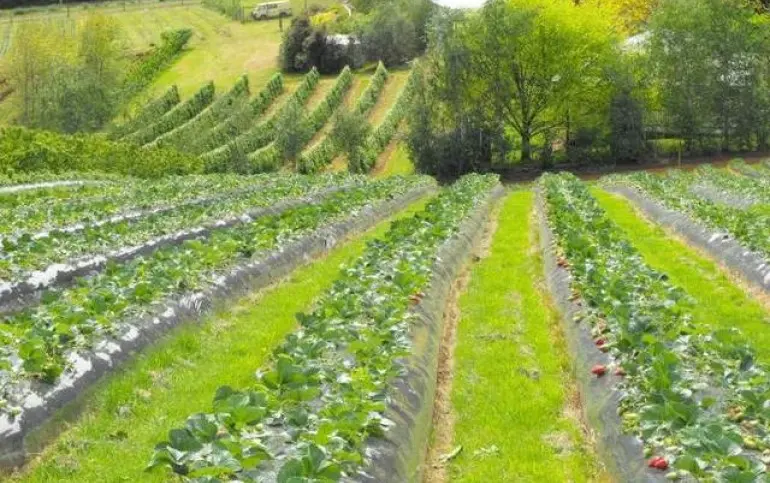 strawberry-farm