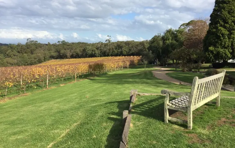 vineyard-mornington