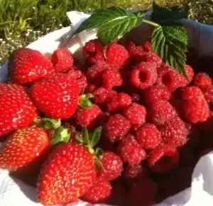 Fruits-picking-Melbourne
