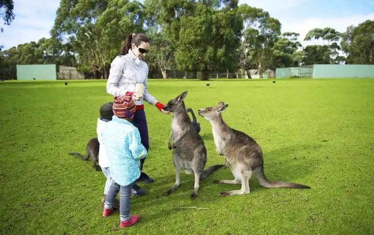 Phillip-Island-Penguin-Parade-3