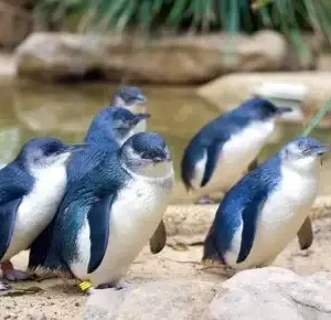 Phillip-Island-Penguin-Parade