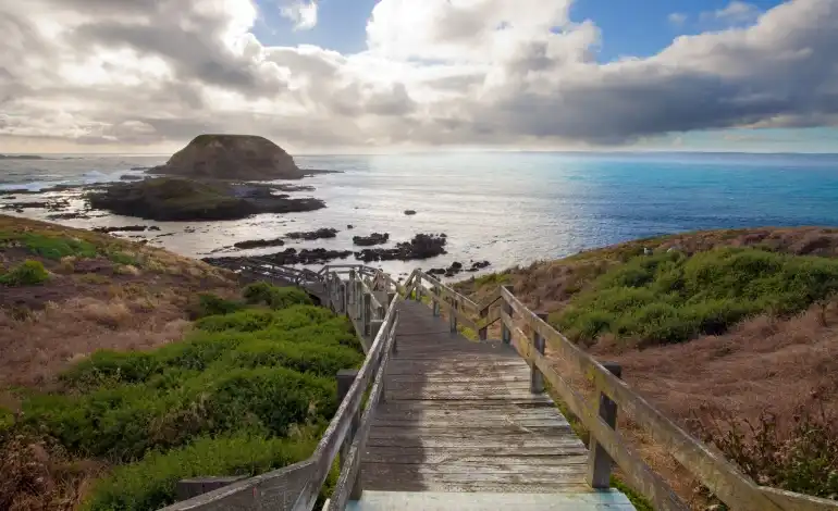 Phillip-Island-Penguin-Parade-5