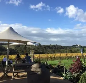 mornington-vineyard-cover