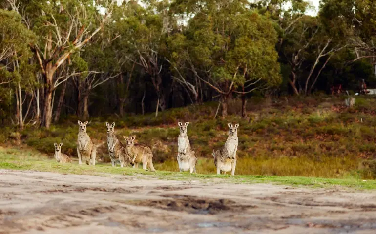 Kangaroo-in-the-wild