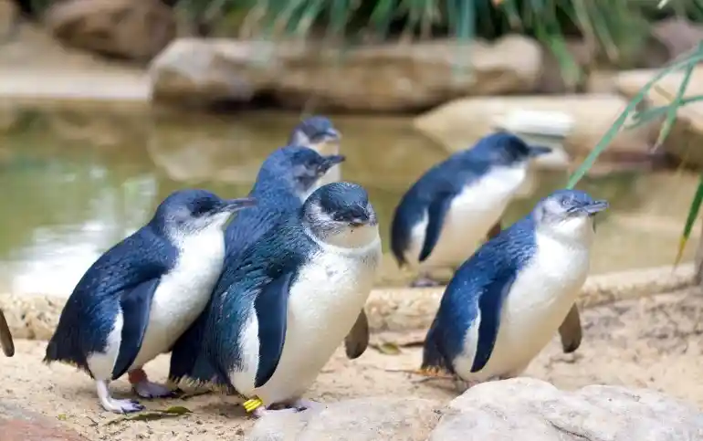 Phillip-Island-Penguin-Parade-Tours