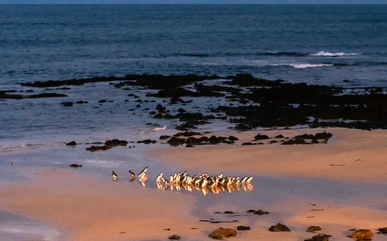 Penguin-Parade-Phillip-Island
