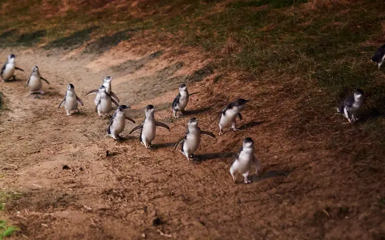 Phillip-Island-Penguin-Parade