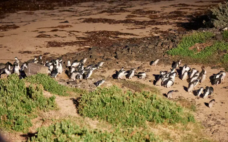 Penguin-Parade