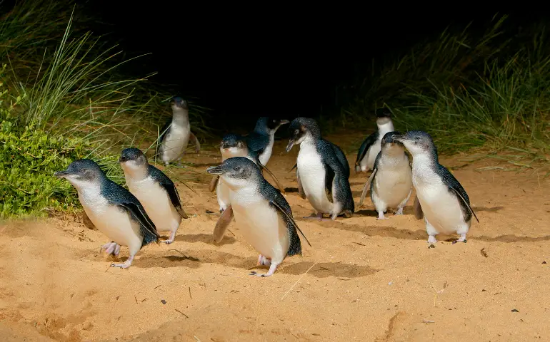 Penguin-Parade-Phillip-Island