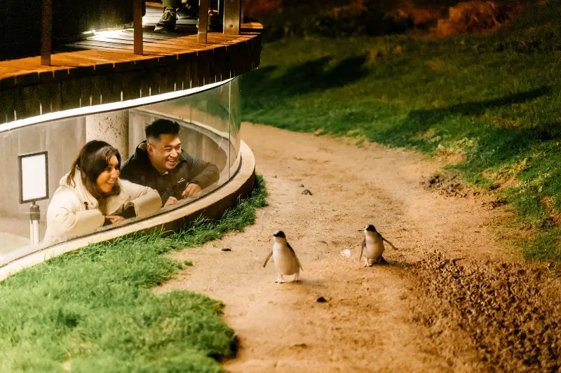 Penguin-Parade-Underground-Viewing