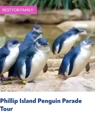 Penguin Parade Group Tour