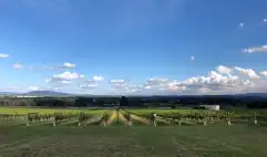 Greenstone-Vineyard